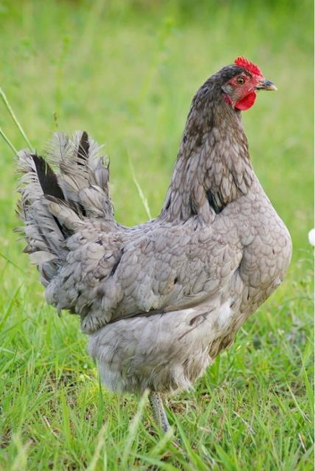 Isbar chicken breed that is known to lay green eggs