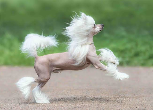 Chinese crested dog breed makes a great apartment pet 