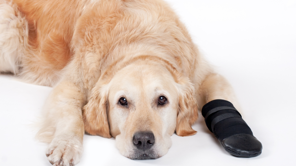 Dog with injured leg