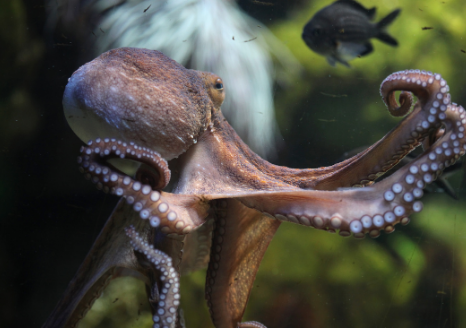 Octopuses have blue blood