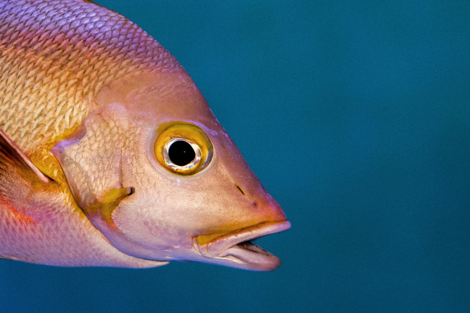 Snapper fish close up
