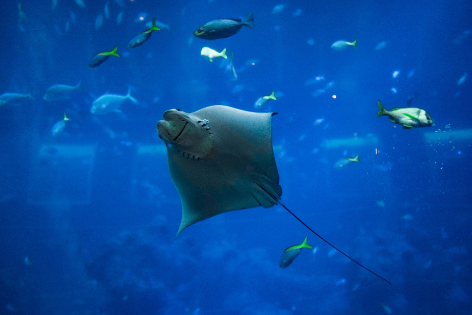 Rays eat a variety of sea creatures
