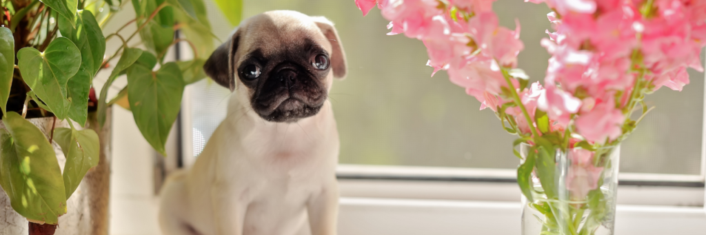 Top 10 dog breeds to own if you live in an apartment