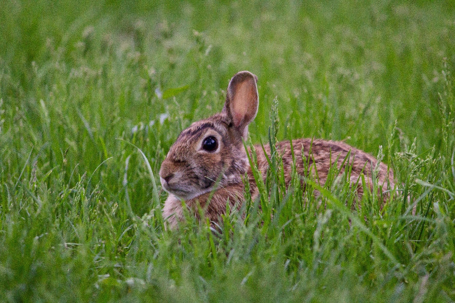 Wild bunny sitting in a field