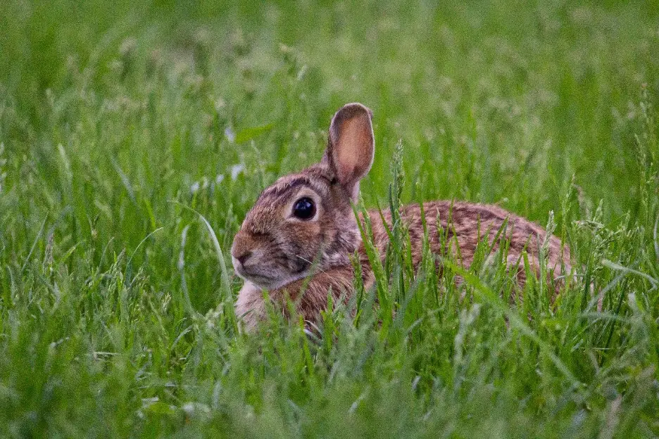 What Do Wild Bunnies Eat