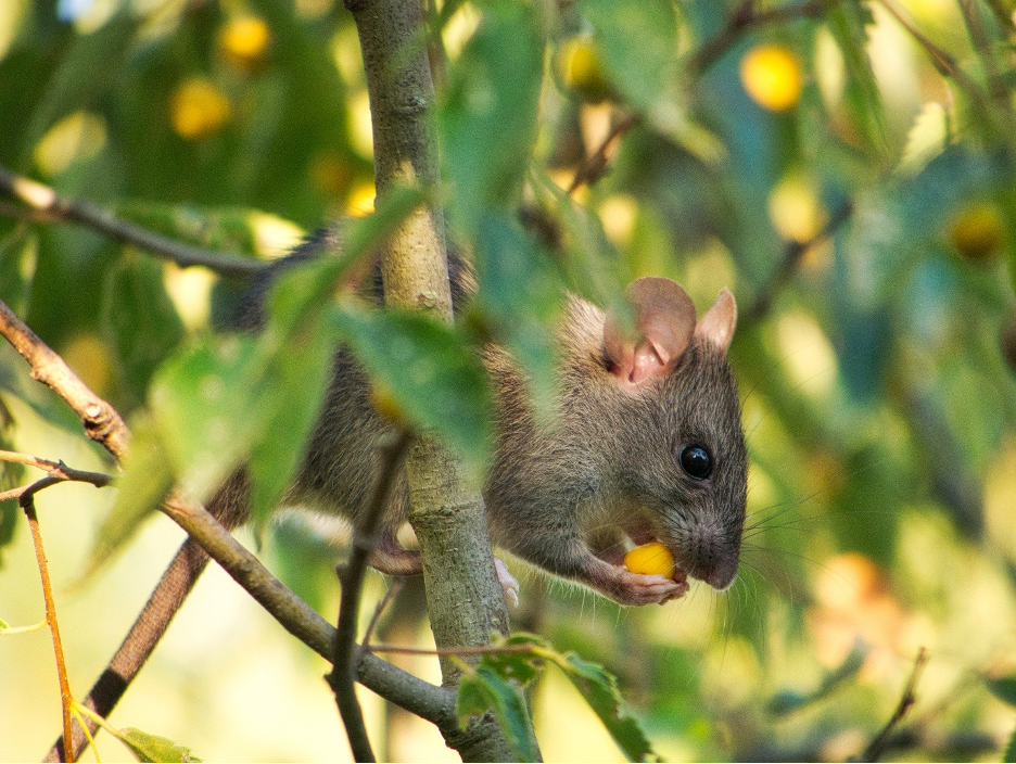 What do Wild Bunnies Eat? - The Animalista