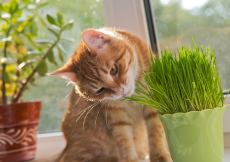 Grow your own catnip
