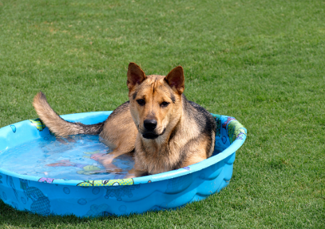 Kiddie pool to keep your dog cool