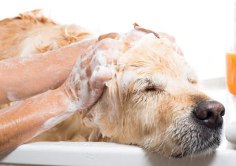 Ditch the dog shampoo