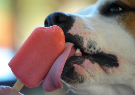make your own doggie popsicles