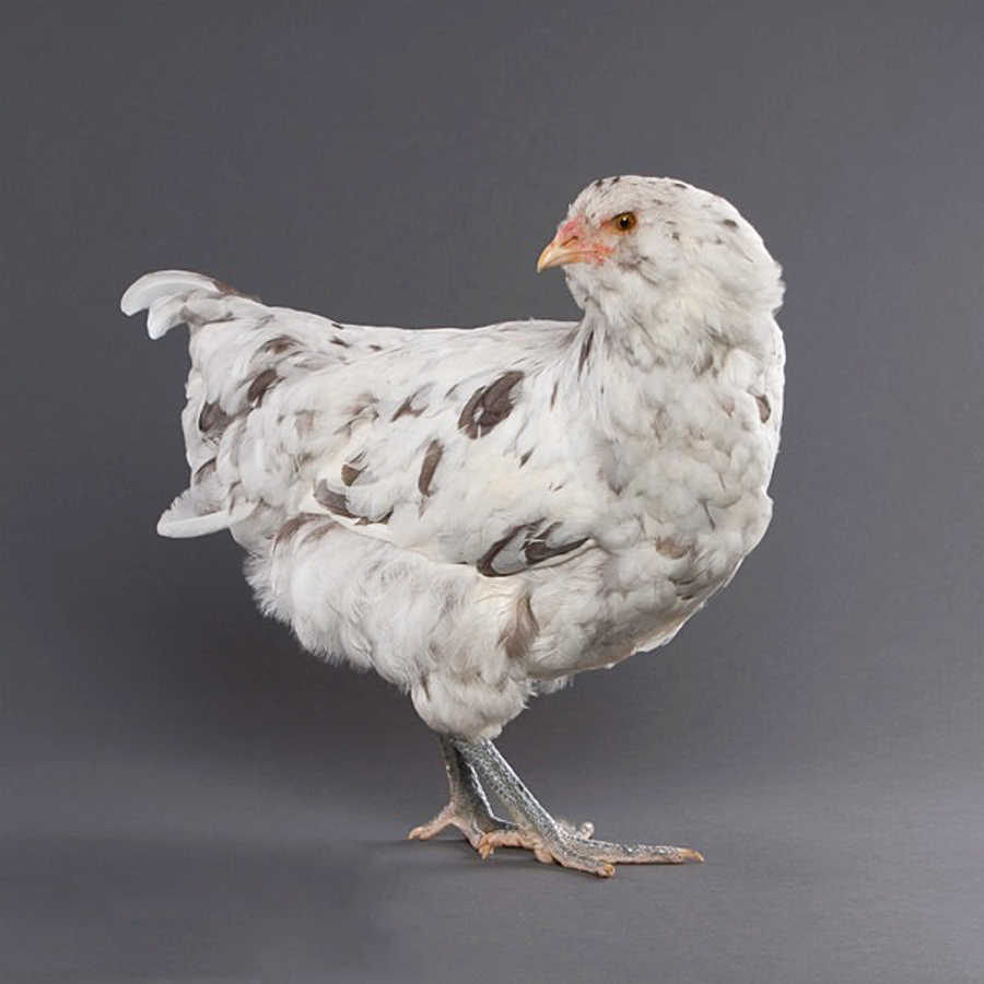 favaucana chicken breed known to lay green eggs