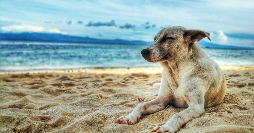 Pet-friendly activities - dog beach