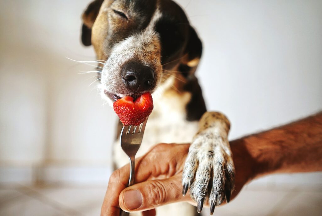 can dogs have strawberry?