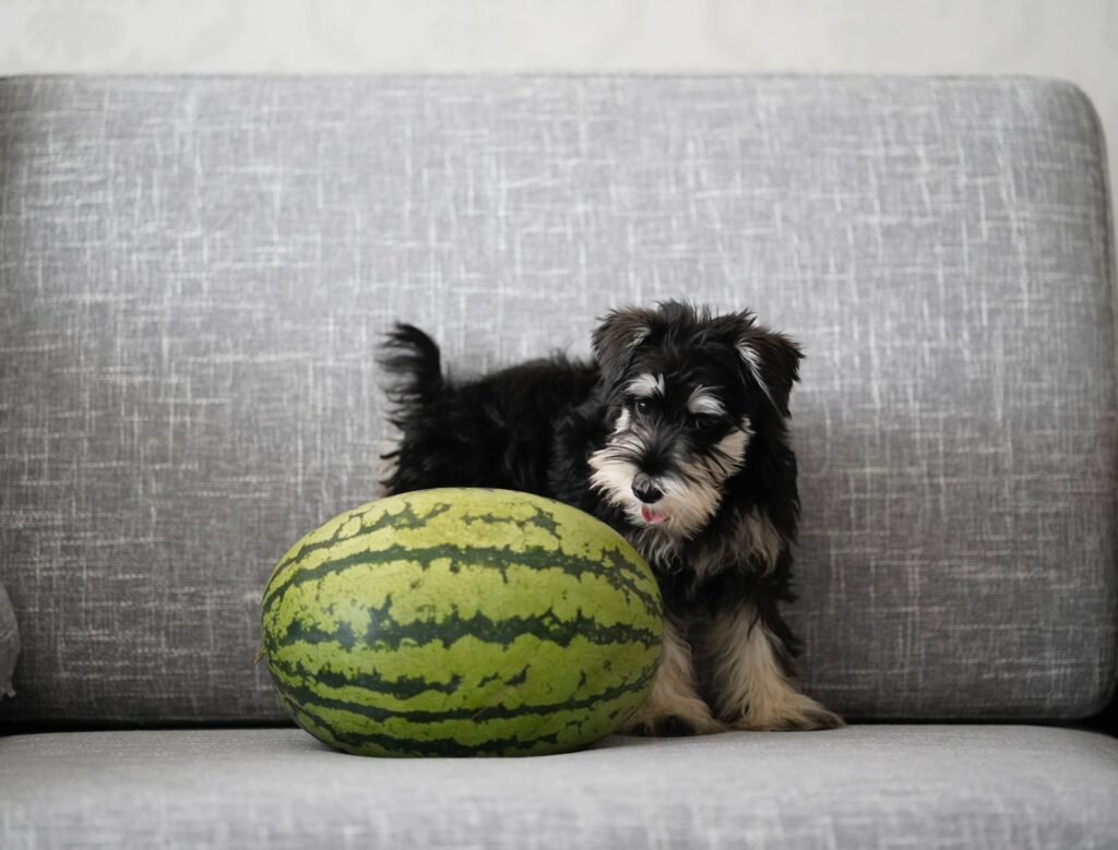 can dogs have melon?