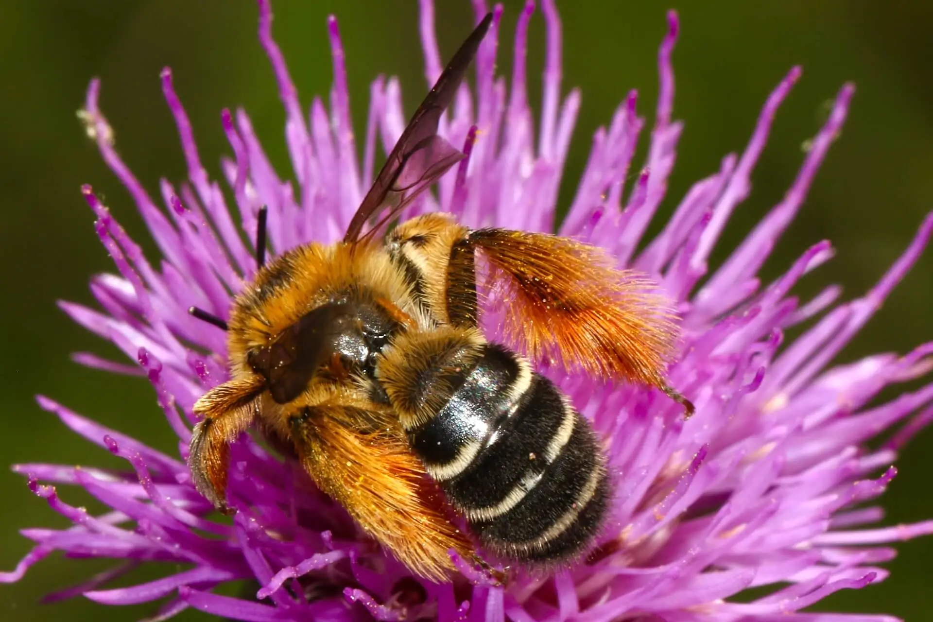 mason bee