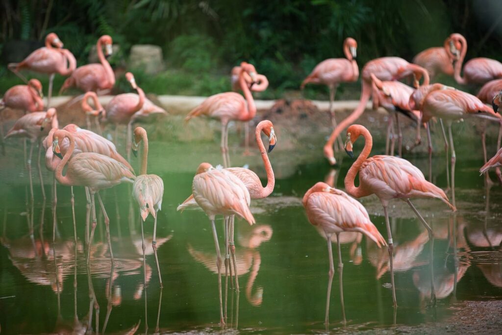 weird facts flamingo