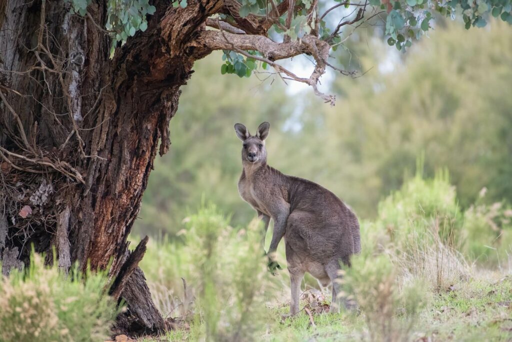 weird facts kangaroo