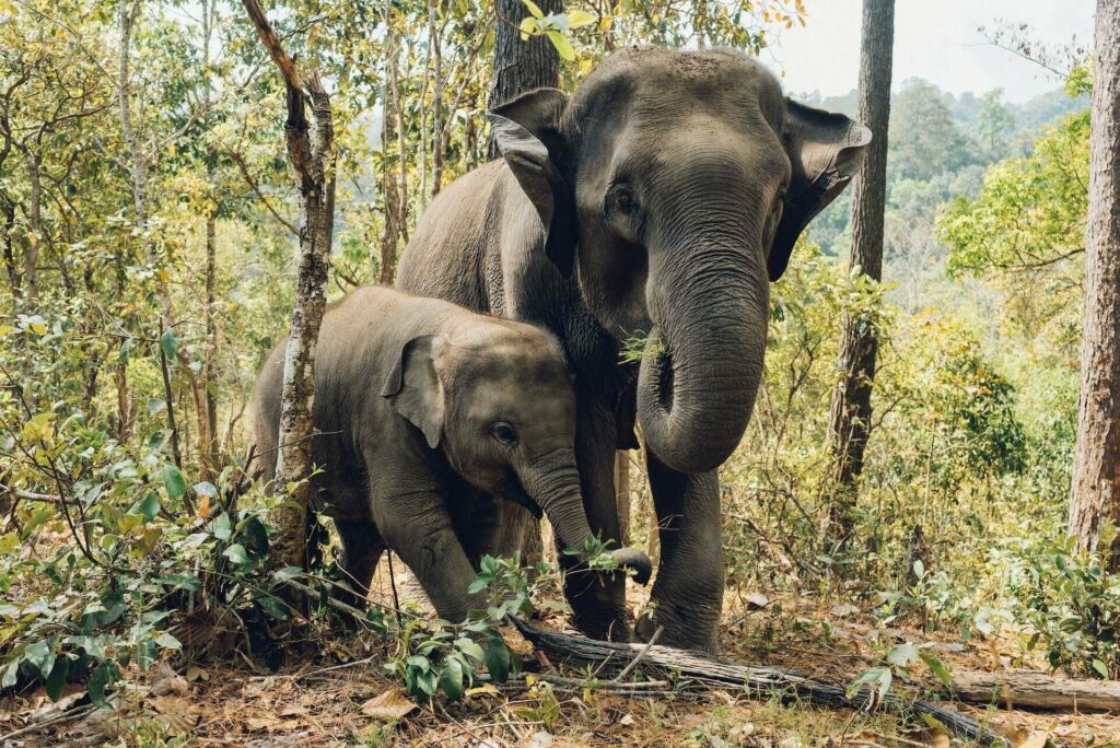 mother elephant with her baby