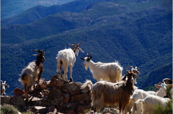 goat herd on the mountain