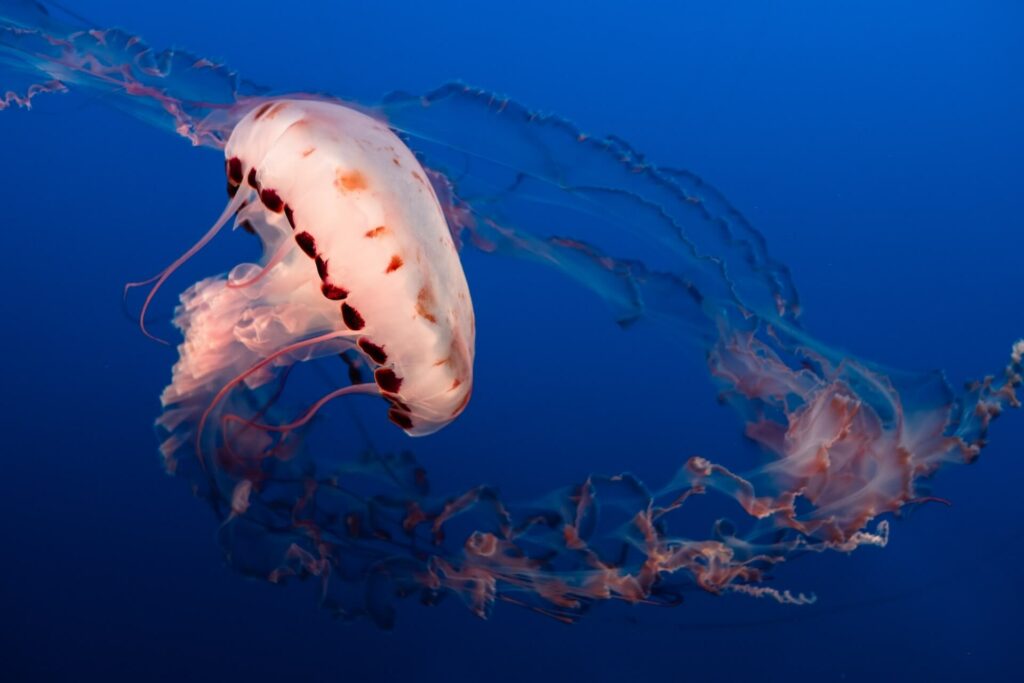 beautiful jellyfish in the sea