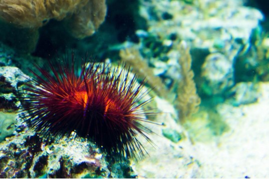 red sea urchin at the botton of the sea