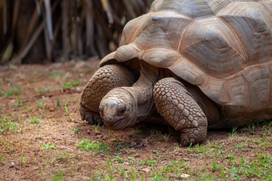 aldabra giant tortoise looking for food