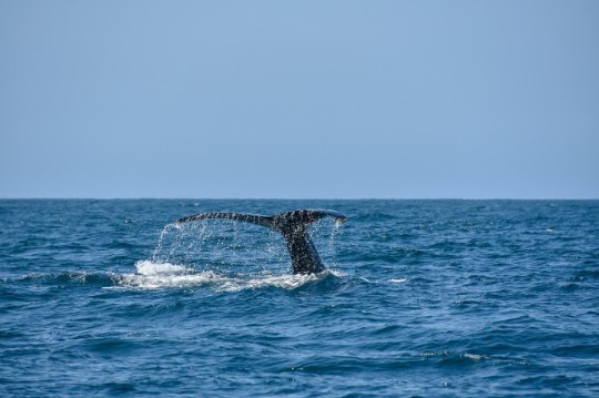 whale tails in the middle of the ocean