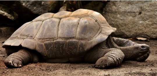 Galapagos tortoise resting on land