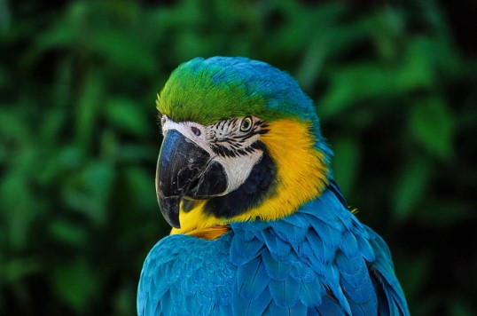 macaw parrot in the forest