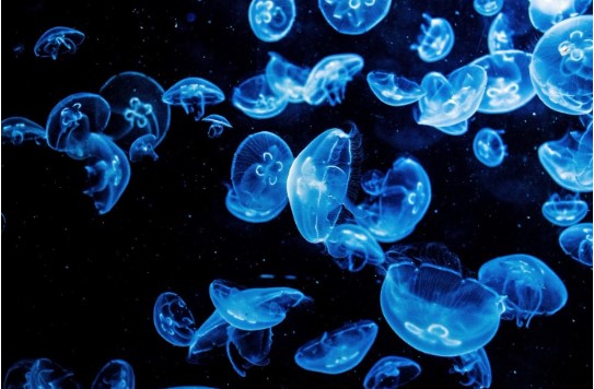 group of jellyfish at the bottom of the sea