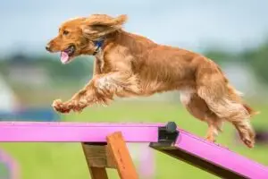 fun dog tricks to teach your furry friend