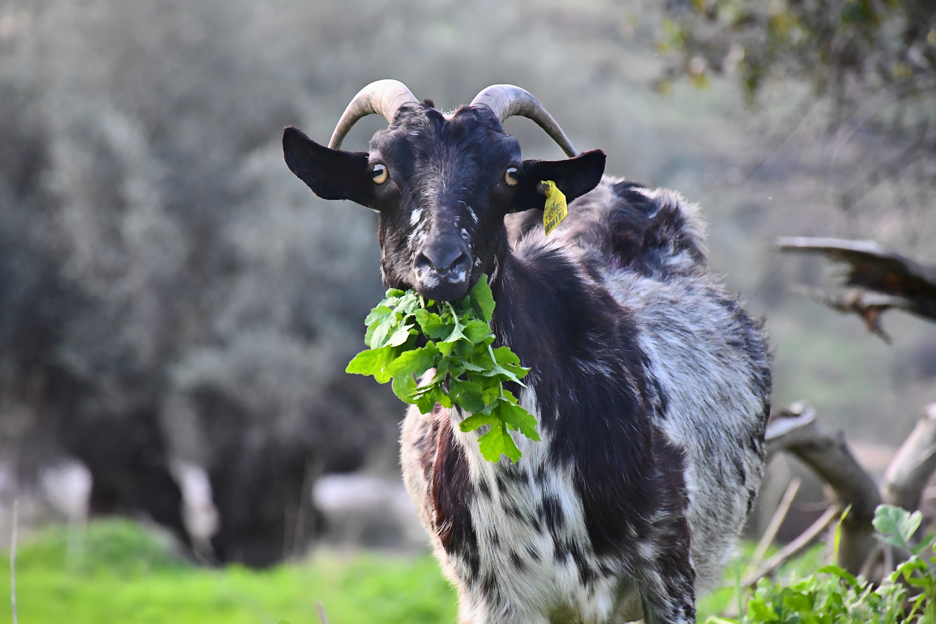 goat eating leaves