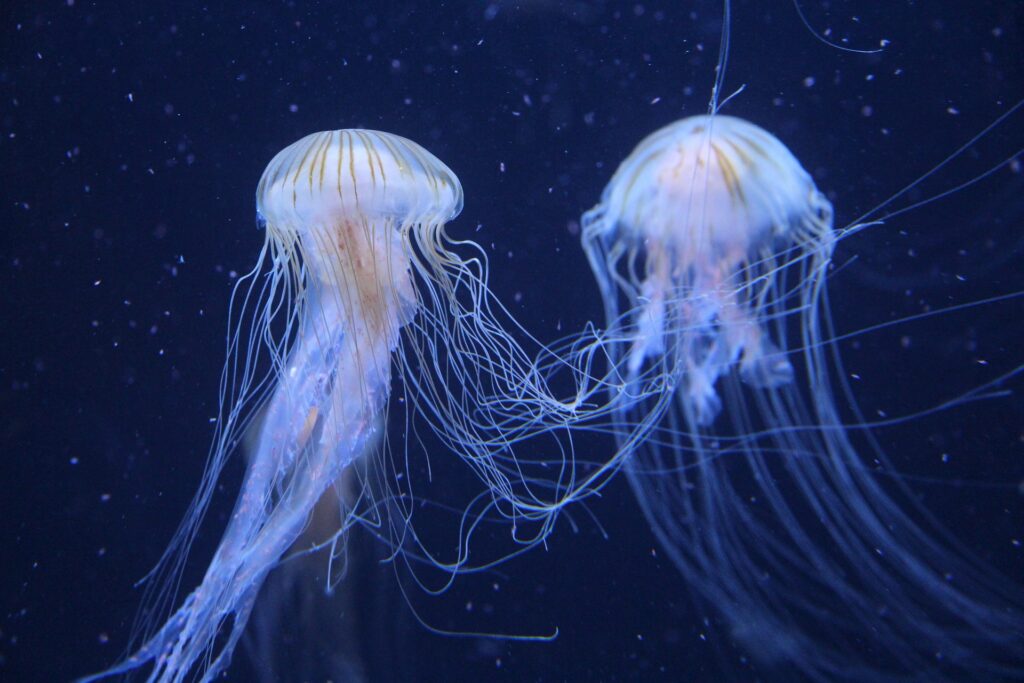 two jellyfish dancing in the ocean