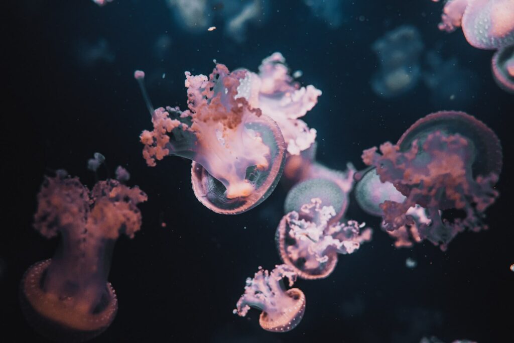 beautiful jellyfish group