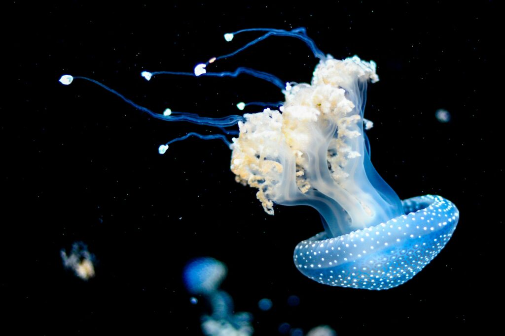 jellyfish swimming upside down