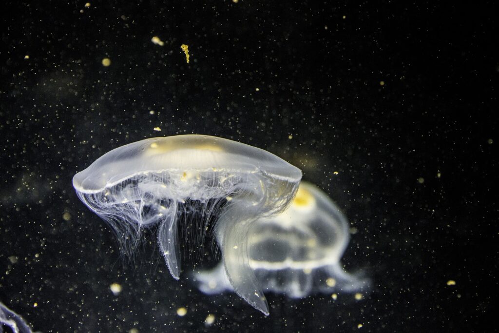 jellyfish in the deep sea