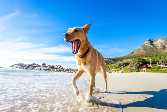 happy dog on the Hobie-Beach Miami