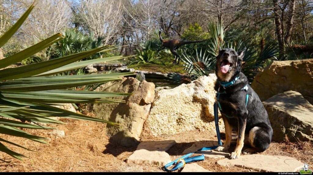 happy dog in the Zilker Botanical Garden in Austin