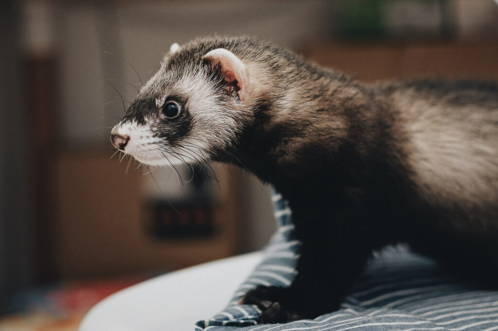cute black footed ferret on the bed