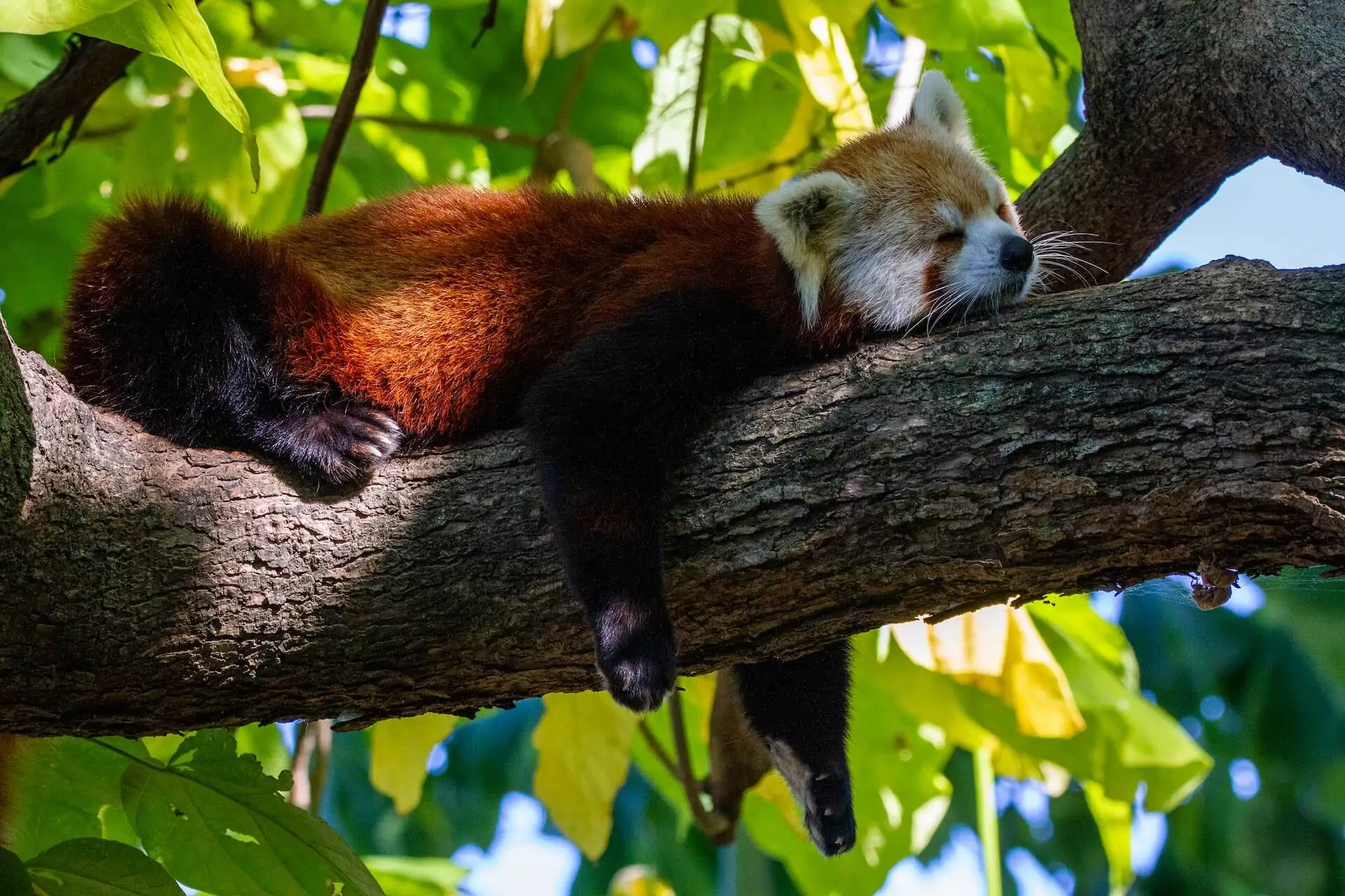 animalista - cute red panda