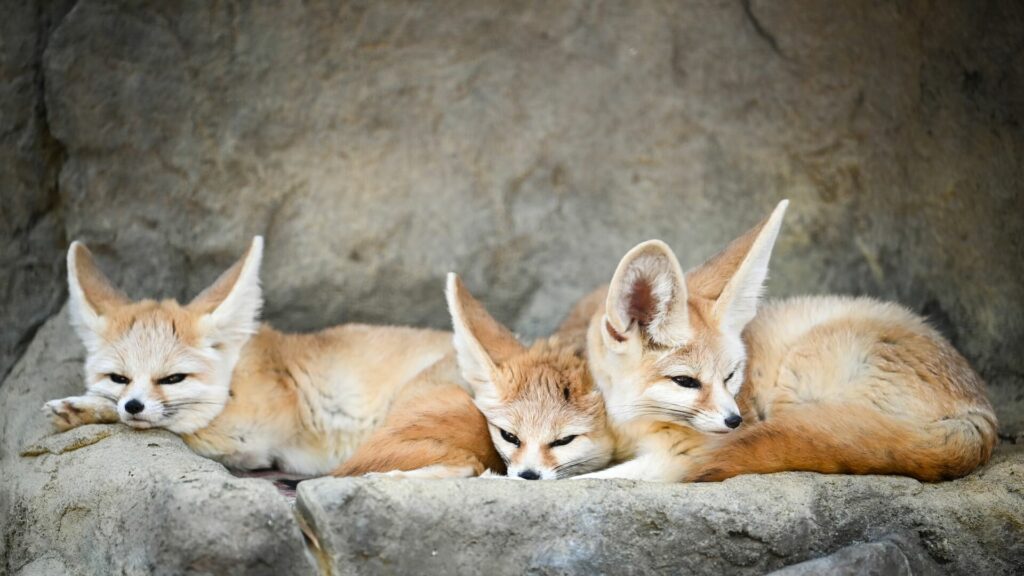 cute fennec fox family on the rocks