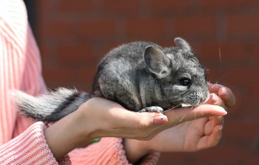cute chinchilla on the palm of a woman