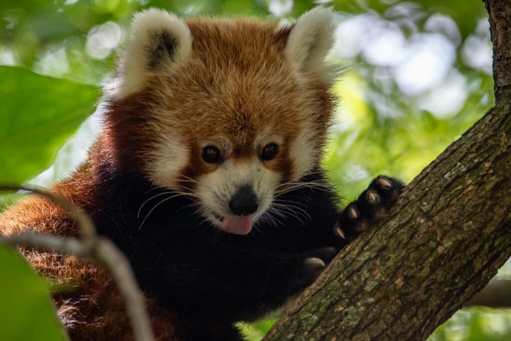 adorable red panda looking down from the tree