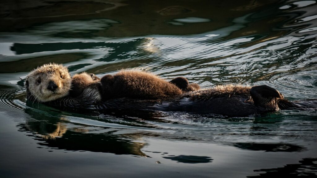 sea otter swimming in the river on his back
