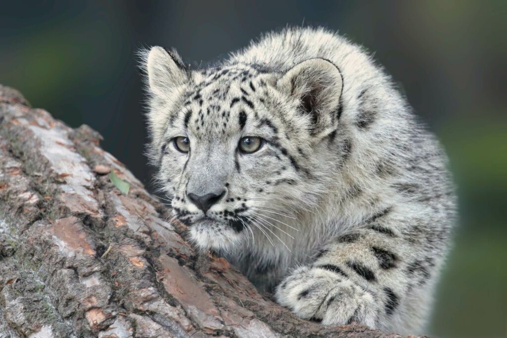 snow leopard stalking his prey