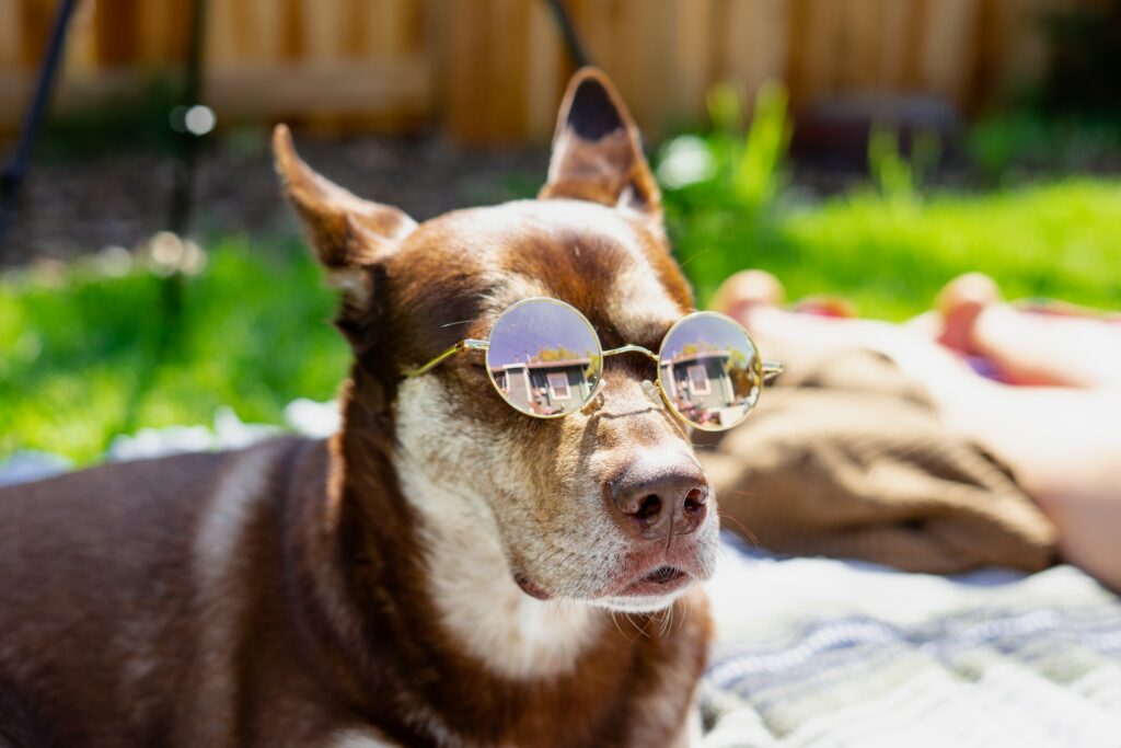 dog wearing sunglasses while sunbathing