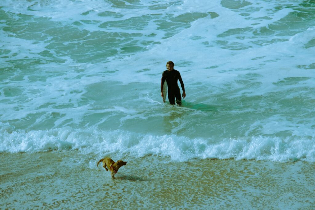 dog and man surfing