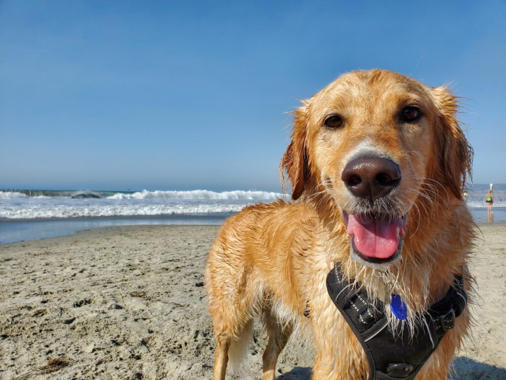 wet golden retriever in one of the pet-friendly beaches in Los Angeles