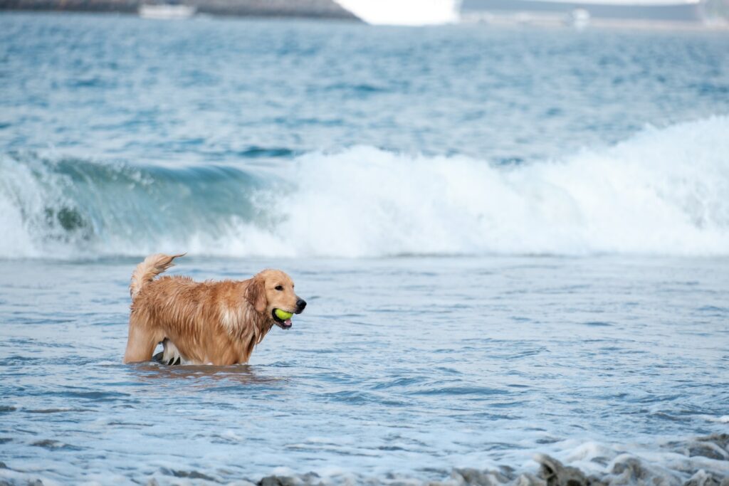golden retriever playing in the waves with his ball