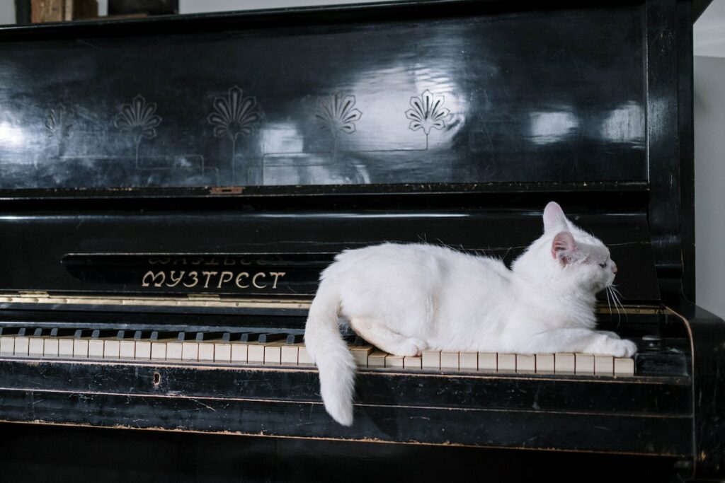 white cat on black piano